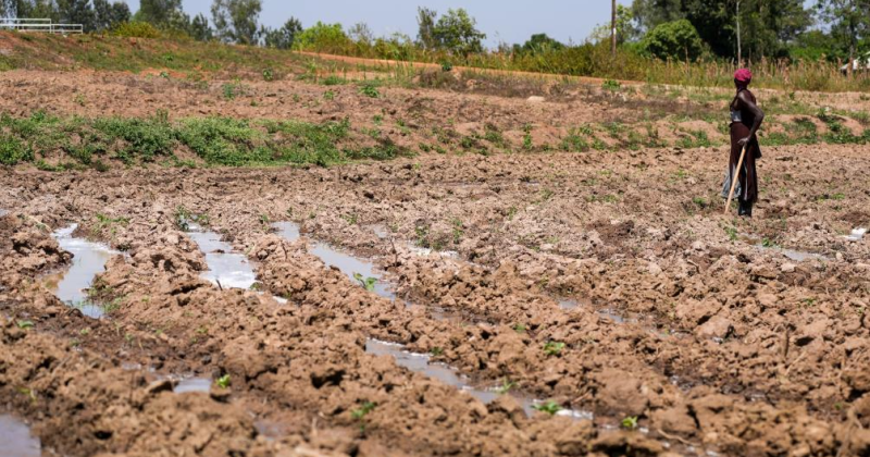 Chinese-built irrigation project transforming Kenyan farmers’ livelihoods