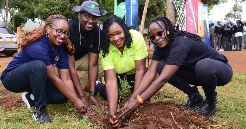 Java House, Partners to Plant 6,000 Trees in Kiambu Schools