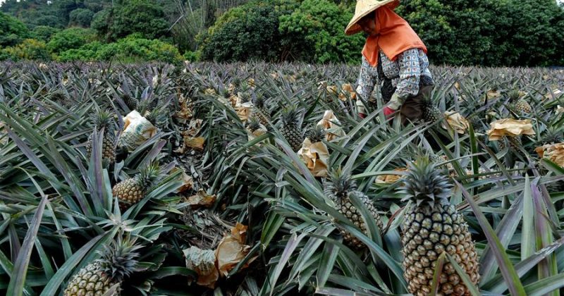 Del Monte Kenya to add value to pineapple waste with new entity