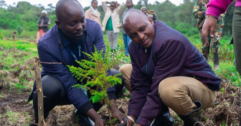 Alliad Kenya, Nature Kenya partner to boost climate resilience, conservation