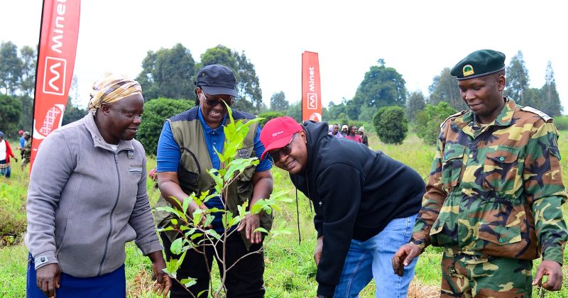 Minet plants 20,000 trees in Kiambu in push to reach 500,000 goal