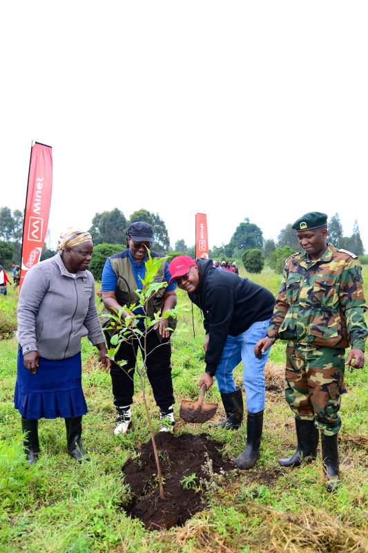 Minet plants 20,000 trees in Kiambu in push to reach 500,000 goal