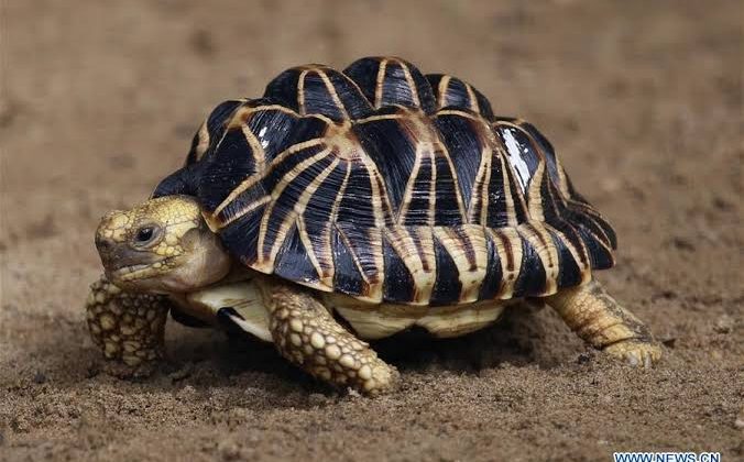 KWS unveils 10-year plan to save endangered pancake tortoise