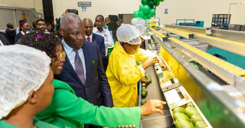 Karakuta unveils avocado packhouse to boost exports