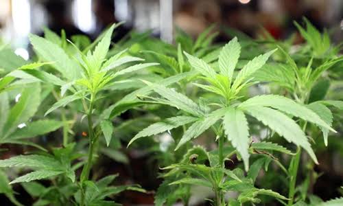 Thailand’s ‘weed wild west’ faces new rules as smuggling to UK rises
