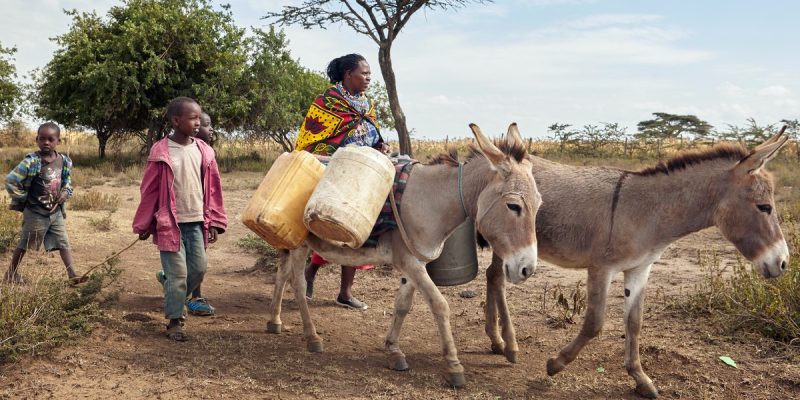 The Donkey Skin Trade: A Crisis We Can No Longer Ignore