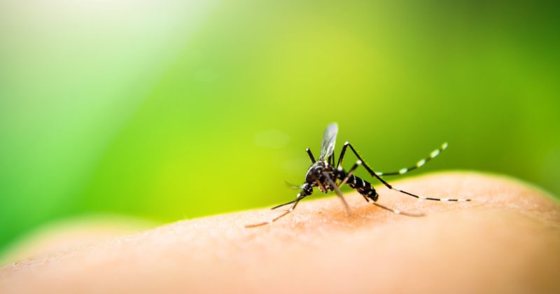 WHO gives nod to Kenyan-made malaria prevention tool