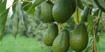 Sasini to sell Nairobi avocado plant amid strategy shift
