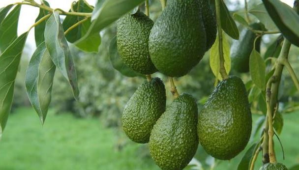 Sasini to sell Nairobi avocado plant amid strategy shift