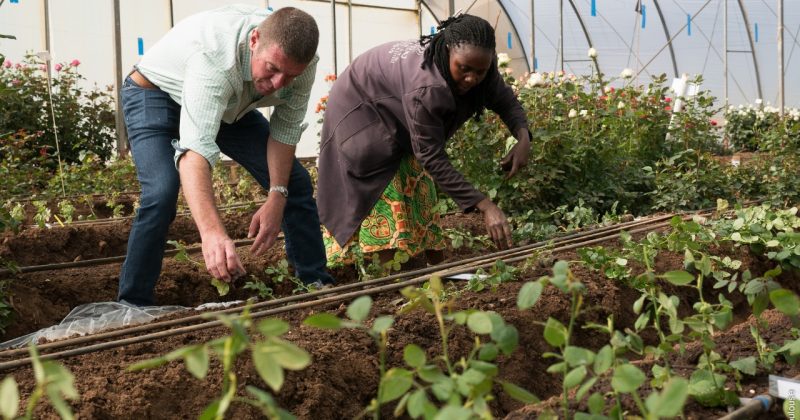 How Uhuru Flowers and African Originals are cultivating a sustainable future