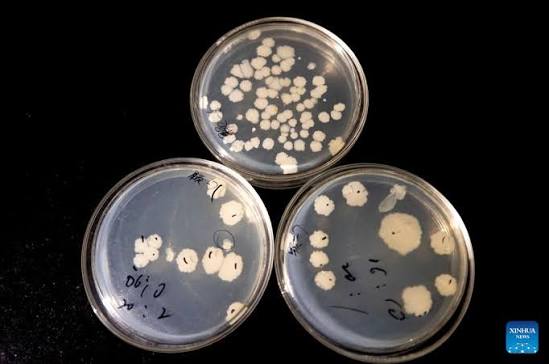 The bacteria turning waste plastic into painkillers