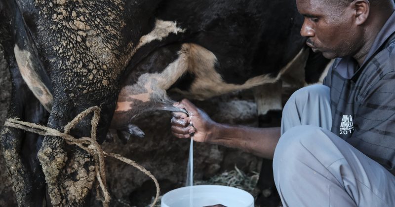 IFAD unveils $358mn climate-resilient dairy programme in East Africa