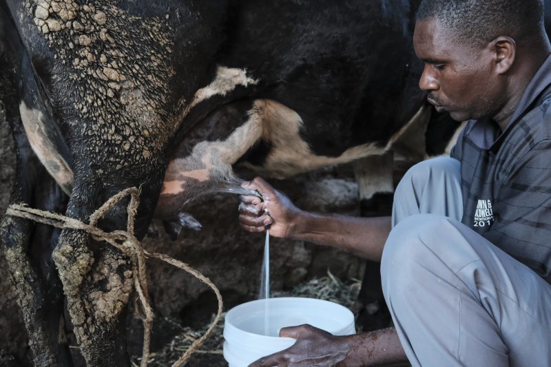 IFAD unveils $358mn climate-resilient dairy programme in East Africa