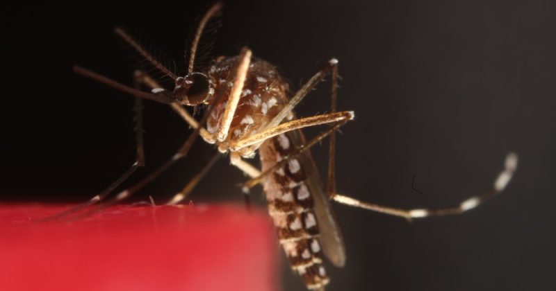 KEMRI launches final-phase trial for promising R21 Malaria Vaccine in Kilifi
