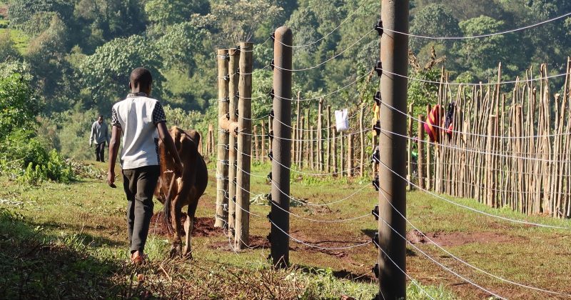 Rhino Ark completes 7.8km electric fence to protect South Western Mau Forest
