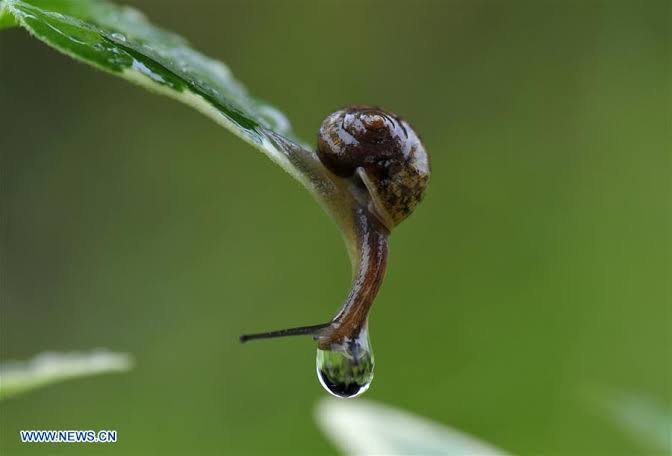 French farm has $104,000 worth of snails stolen