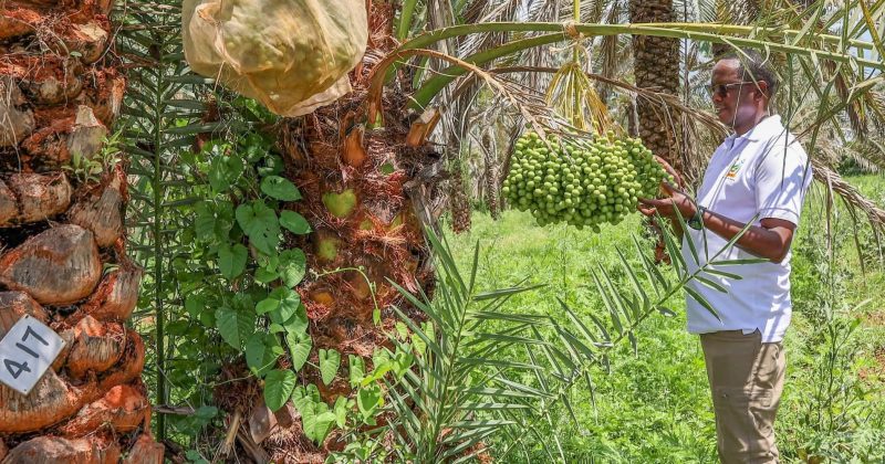 Govt eyes date palm farming to cut imports, grow ASAL incomes