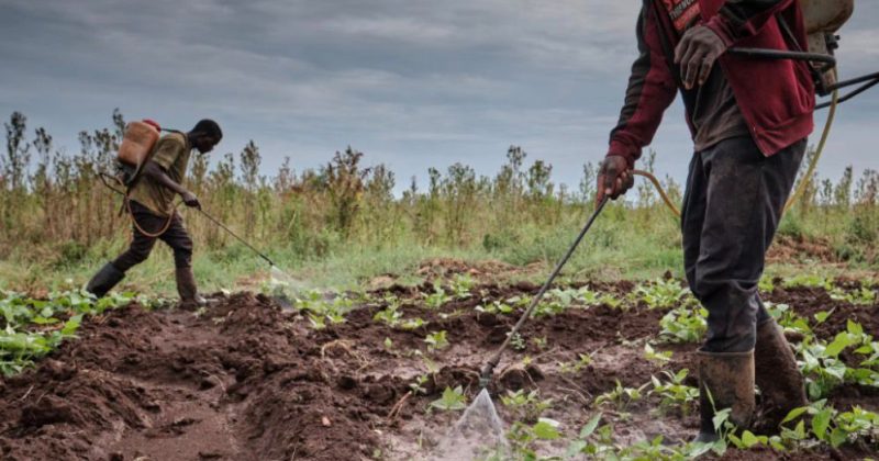 EU pesticide exports and their impact on Kenyan communities