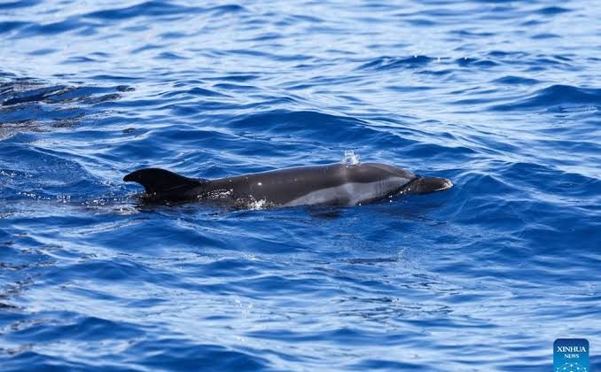 Dolphin friendships act as natural anti-ageing serum: study