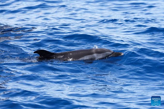 Dolphin friendships act as natural anti-ageing serum: study