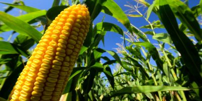 Mediation key to resolving GMO disputes, says State official