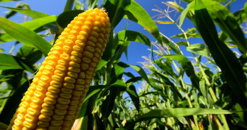Mediation key to resolving GMO disputes, says State official