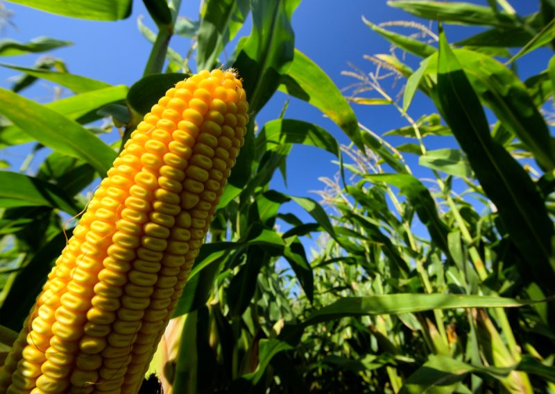 Mediation key to resolving GMO disputes, says State official