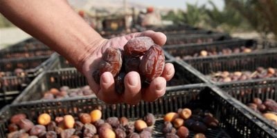 Treasury grants tax relief on date imports ahead of Ramadan