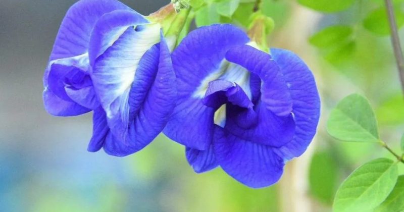 The ‘magical’ blue flower changing farmers’ fortunes in India