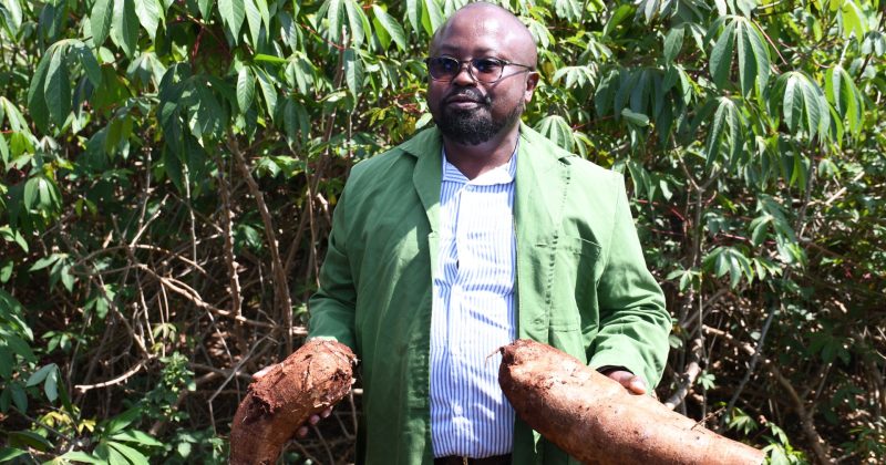 Trial of GMO cassava now awaits commercialization
