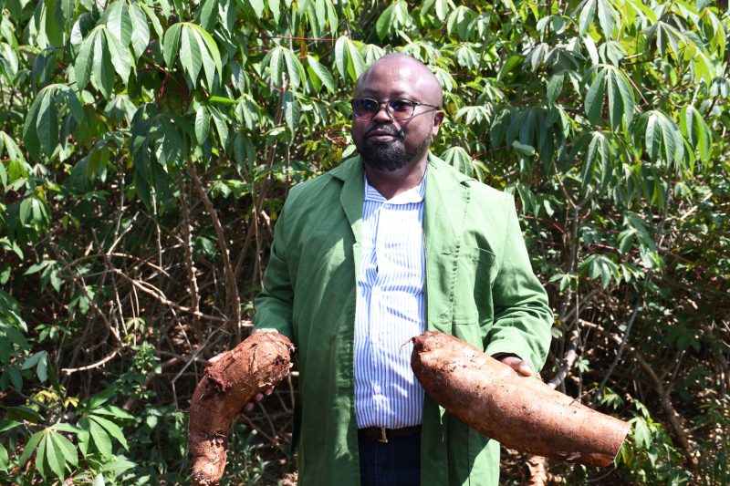 Trial of GMO cassava now awaits commercialization