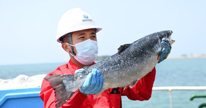 Namibia eyes salmon farming to boost high value exports