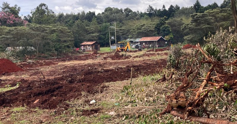NGO questions alleged tree clearance for NYS Barracks in Karura