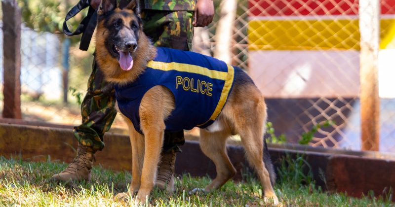 Kenya’s elite four-legged officers guarding the nation