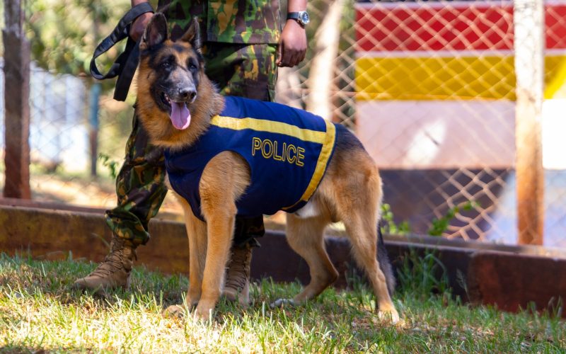 Kenya’s elite four-legged officers guarding the nation