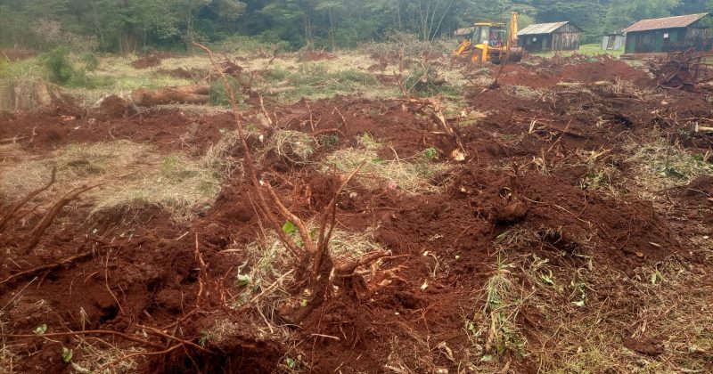 Group raises alarm over indigenous tree felling in Karura