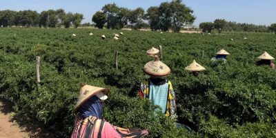 The two farms in Senegal that supply many of the UK’s vegetables