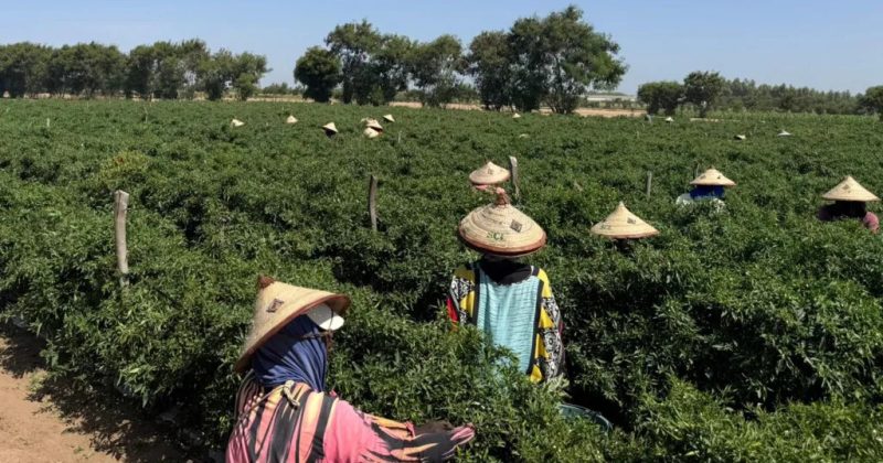 The two farms in Senegal that supply many of the UK’s vegetables