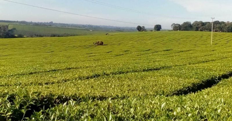 Williamson Tea names new CEO and MD