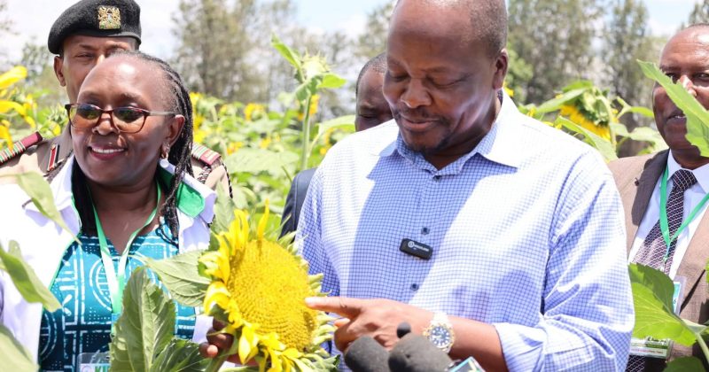 Govt eyes local edible oil supply through sunflower, soybean farming