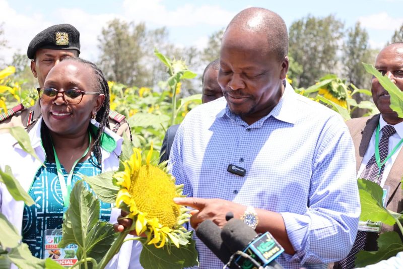 Govt eyes local edible oil supply through sunflower, soybean farming