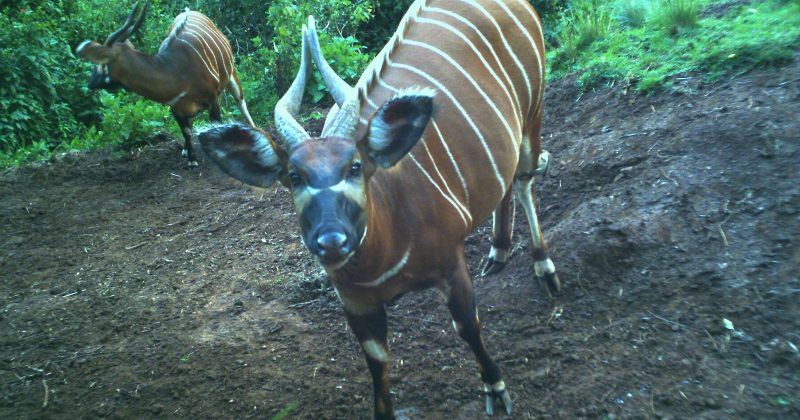 KFS signs 15-year deal to establish mountain bongo refuge in Nyeri