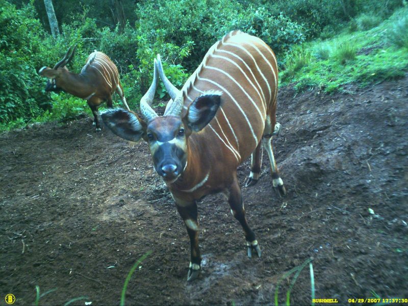 KFS signs 15-year deal to establish mountain bongo refuge in Nyeri