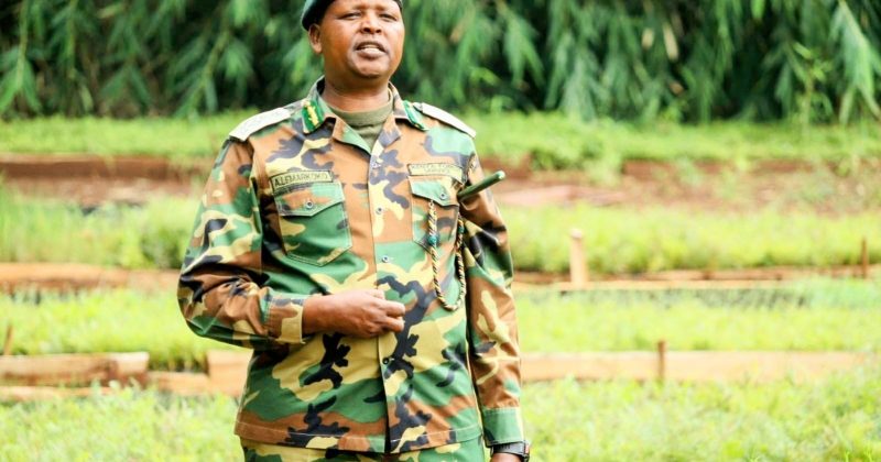 Kenya’s 15bn tree plan and the rise of mega seedling nurseries