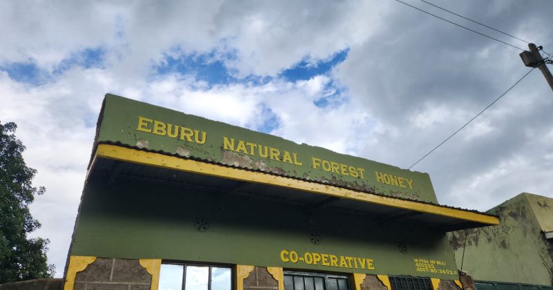 How conservation has boosted beekeeping in Eburru Forest, Naivasha
