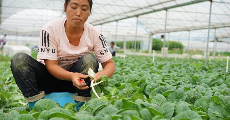 Researchers find leafy vegetables could help extract toxic metals from soil