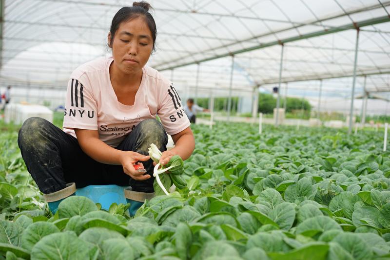 Researchers find leafy vegetables could help extract toxic metals from soil