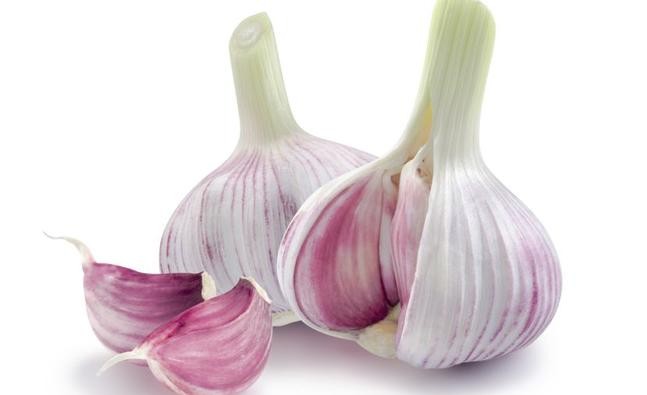 Garlic