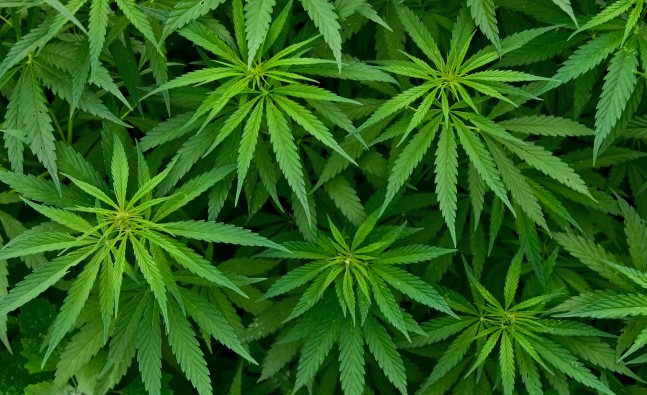 Marijuana