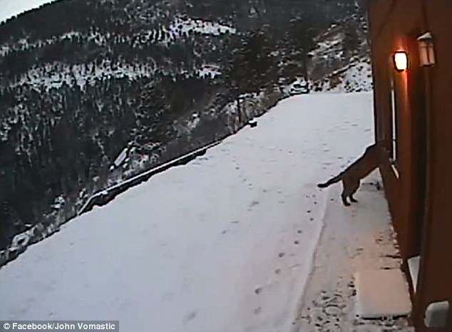 lion breaking in